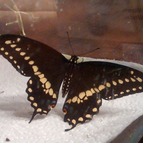 Meet your Posher, Isabella - Picture 1 of 1